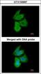 Phosphofructokinase, Liver Type antibody, GTX105697, GeneTex, Immunofluorescence image 