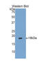 Matrix Gla Protein antibody, LS-C304310, Lifespan Biosciences, Western Blot image 