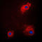 Glycogen Synthase Kinase 3 Alpha antibody, LS-C352302, Lifespan Biosciences, Immunofluorescence image 