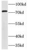 Tenascin XB antibody, FNab08596, FineTest, Western Blot image 