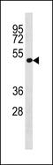 LRP2 Binding Protein antibody, PA5-49310, Invitrogen Antibodies, Western Blot image 