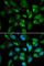 Killer Cell Immunoglobulin Like Receptor, Two Ig Domains And Long Cytoplasmic Tail 3 antibody, A1698, ABclonal Technology, Immunofluorescence image 