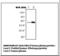 Fibrinogen Alpha Chain antibody, LS-B7075, Lifespan Biosciences, Western Blot image 