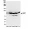 KH-Type Splicing Regulatory Protein antibody, NBP1-18910, Novus Biologicals, Western Blot image 