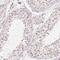 TATA-Box Binding Protein antibody, HPA049805, Atlas Antibodies, Immunohistochemistry frozen image 