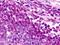 G Protein-Coupled Receptor 183 antibody, NLS46, Novus Biologicals, Immunohistochemistry frozen image 