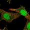 Suppressor of cytokine signaling 4 antibody, HPA057961, Atlas Antibodies, Immunocytochemistry image 