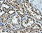 Tubulin Tyrosine Ligase Like 12 antibody, LS-C114890, Lifespan Biosciences, Immunohistochemistry frozen image 