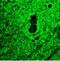 Reticulon 1 antibody, NBP1-97677, Novus Biologicals, Immunohistochemistry frozen image 