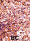 Fibroblast Growth Factor Receptor 1 antibody, abx031861, Abbexa, Immunohistochemistry frozen image 