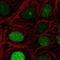 P1 antibody, NBP2-49365, Novus Biologicals, Immunofluorescence image 