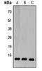 Cytochrome C Oxidase Subunit 5B antibody, LS-C354634, Lifespan Biosciences, Western Blot image 