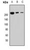 Periplakin antibody, orb341202, Biorbyt, Western Blot image 