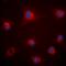 Fibrillin 1 antibody, orb393283, Biorbyt, Immunofluorescence image 