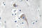 Calcium/Calmodulin Dependent Protein Kinase II Alpha antibody, LS-C177502, Lifespan Biosciences, Immunohistochemistry paraffin image 