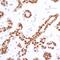 SRY-Box 10 antibody, A700-080, Bethyl Labs, Immunohistochemistry paraffin image 