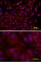 Podocalyxin Like antibody, MAB1556, R&D Systems, Immunocytochemistry image 