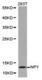Neuropeptide Y antibody, LS-C192848, Lifespan Biosciences, Western Blot image 