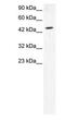 GATA Binding Protein 2 antibody, PA1-24487, Invitrogen Antibodies, Western Blot image 