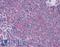 Lymphocyte Antigen 75 antibody, LS-B2669, Lifespan Biosciences, Immunohistochemistry frozen image 