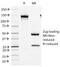 Minichromosome Maintenance Complex Component 7 antibody, 33-725, ProSci, Immunohistochemistry paraffin image 