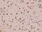 MIA SH3 Domain ER Export Factor 3 antibody, 203649-T10, Sino Biological, Immunohistochemistry paraffin image 