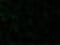 Cell Death Inducing DFFA Like Effector A antibody, GTX25692, GeneTex, Immunohistochemistry paraffin image 