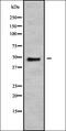 Neuromedin U Receptor 1 antibody, orb378349, Biorbyt, Western Blot image 