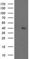 Aldolase, Fructose-Bisphosphate B antibody, TA502909, Origene, Western Blot image 