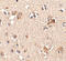 Aryl Hydrocarbon Receptor Interacting Protein Like 1 antibody, A05356-1, Boster Biological Technology, Immunohistochemistry paraffin image 