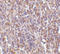 Calcium release-activated calcium channel protein 1 antibody, LS-C19679, Lifespan Biosciences, Immunohistochemistry frozen image 