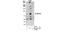 ATPase Sarcoplasmic/Endoplasmic Reticulum Ca2+ Transporting 2 antibody, NB100-237, Novus Biologicals, Immunoprecipitation image 