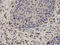 Neutrophil Cytosolic Factor 2 antibody, A02476, Boster Biological Technology, Immunohistochemistry frozen image 