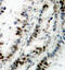 Structural Maintenance Of Chromosomes 1A antibody, LS-C335011, Lifespan Biosciences, Immunohistochemistry frozen image 