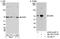 Lysyl-TRNA Synthetase antibody, NB100-1719, Novus Biologicals, Western Blot image 