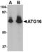 Autophagy Related 16 Like 1 antibody, A00526, Boster Biological Technology, Western Blot image 