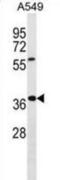 WD repeat-containing protein 61 antibody, abx030183, Abbexa, Western Blot image 