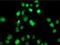 SAM And HD Domain Containing Deoxynucleoside Triphosphate Triphosphohydrolase 1 antibody, NBP2-03285, Novus Biologicals, Immunocytochemistry image 