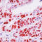 p21 antibody, LS-C88546, Lifespan Biosciences, Immunohistochemistry frozen image 