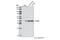 G Protein Subunit Alpha O1 antibody, 3975S, Cell Signaling Technology, Western Blot image 