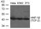 HNF1 Homeobox B antibody, 79-757, ProSci, Western Blot image 