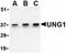 Uracil DNA Glycosylase antibody, orb74737, Biorbyt, Western Blot image 