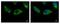 HPS3 Biogenesis Of Lysosomal Organelles Complex 2 Subunit 1 antibody, PA5-21868, Invitrogen Antibodies, Immunofluorescence image 