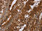 POU Class 6 Homeobox 2 antibody, CSB-PA571782, Cusabio, Immunohistochemistry frozen image 