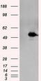 MTOR Associated Protein, Eak-7 Homolog antibody, TA501037, Origene, Western Blot image 