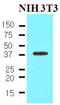 Nanog Homeobox antibody, AM09023PU-S, Origene, Western Blot image 