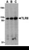 Toll Like Receptor 8 antibody, 3281, ProSci Inc, Western Blot image 