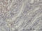 Distal-Less Homeobox 2 antibody, LS-C133156, Lifespan Biosciences, Immunohistochemistry frozen image 