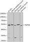 Receptor Associated Protein Of The Synapse antibody, GTX64777, GeneTex, Western Blot image 