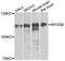 Myosin VB antibody, orb374198, Biorbyt, Western Blot image 